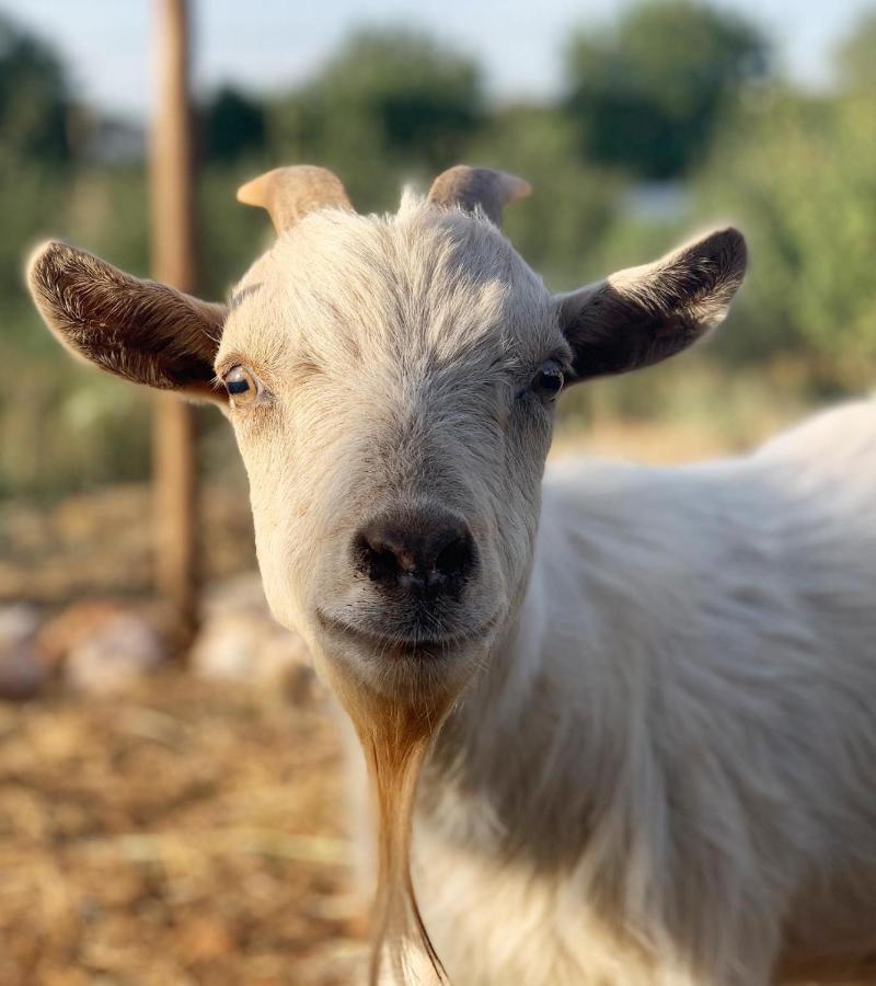 Herdade Da Maridona - Agroturismo Estremoz Esterno foto