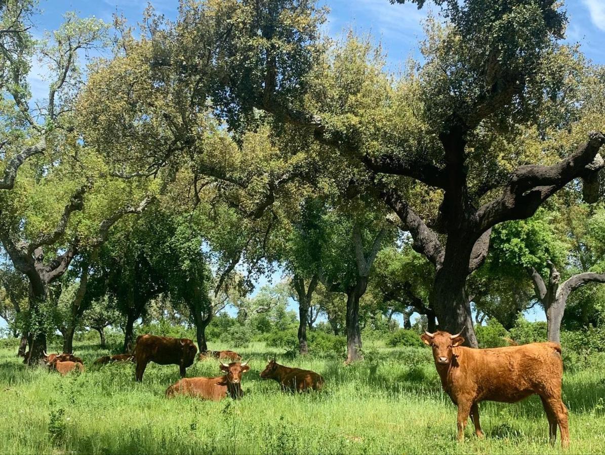 Herdade Da Maridona - Agroturismo Estremoz Esterno foto