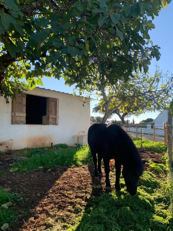 Herdade Da Maridona - Agroturismo Estremoz Esterno foto